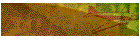 Msn Help